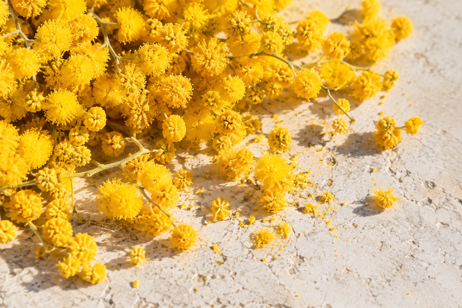 Fleurs de mimosa dans la lumière.