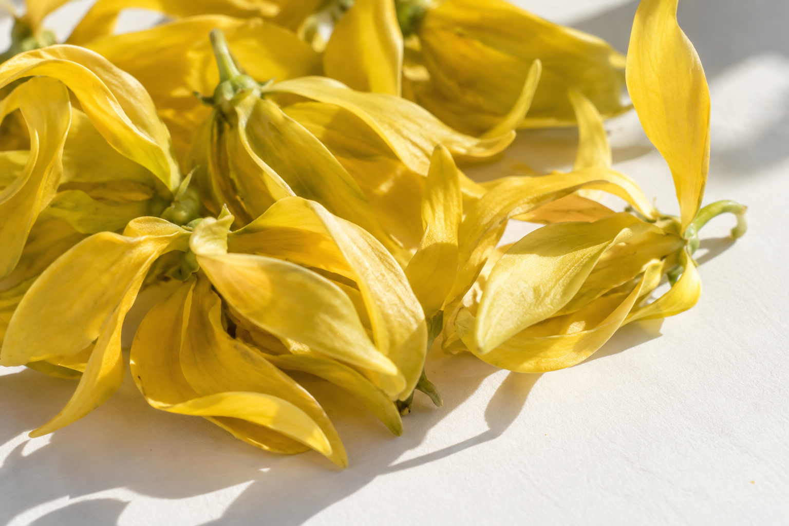 Fleurs d’ylang jaunes sur fond clair.